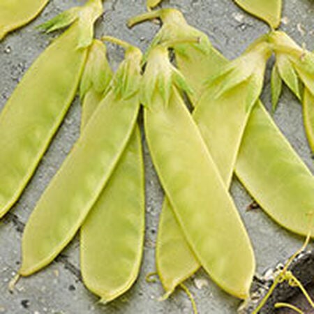 10+ seeds Sugar Pea Golden Sweet FINE RARITY! Yellow